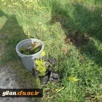 دانشگاه بنت الهدی صدر در روز درختکاری