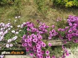 دستور العمل بیست و دومین جشنواره تجلیل از پژوهشگران 4