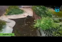 نمایشگاه مستند بازارهای ادواری و دائمی چهار استان  گیلان ، قزوین، البرز وتهران 5